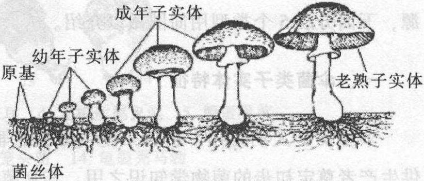 二、傘菌子實體生長發(fā)育變化